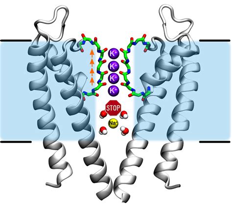 Potassium channel 